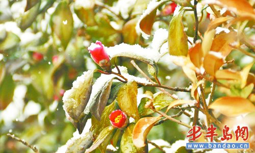 Camellias covered with snow. [Photo: baodao.cn]