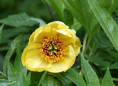  Visitors are invited to enjoy the Yellow Peony Cultural Tourist Festival to he held in southeastern Tibet's Nyingchi Prefecture in May.[Xinhua Photo]