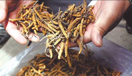 Dongchongxiacao is a rare, insect-like fungus used in TCM. [China Daily]