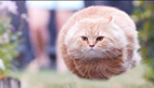 Flying cat ball