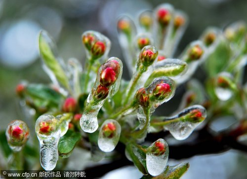 Flower buds are coated with ice after a rare hard freeze at a park in Mount Lu in Jiujiang, Jiangxi province, on April 15, 2010. The freeze, the severest in 30 years for this time of year, brought strong winds, heavy rain and a big drop in temperatures to the area. [CFP]