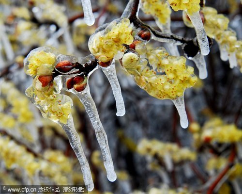 Flower buds are coated with ice after a rare hard freeze at a park in Mount Lu in Jiujiang, Jiangxi province on April 15, 2010. [CFP]