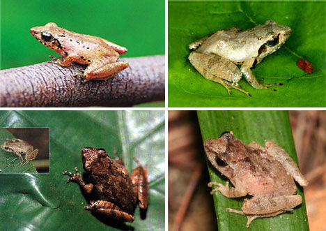 Romer&apos;s Tree Frog (Liuixalus romeri) [huanqiu.com] 