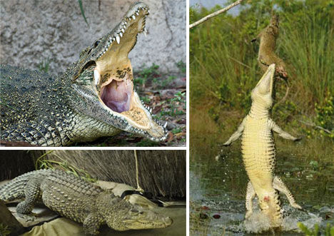 Cuban crocodile (Crocodylus rhombifer) [huanqiu.com]