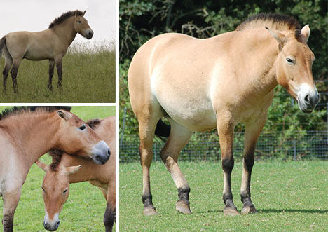 Przewalski&apos;s horse (Equus przewalskii) [huanqiu.com]