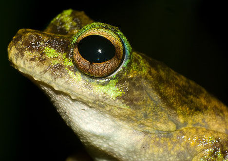 Green-eyed frog (Lithobates vibicarius) [huanqiu.com]