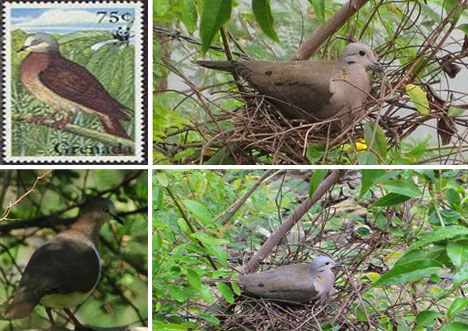 Grenada Dove (Leptotila wellsi) [huanqiu.com]