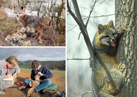 Island Gray Fox (Urocyon littoralis) [huanqiu.com] 