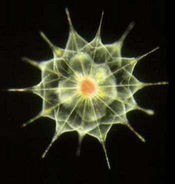 An acantharian, one of the four types of large amoebae that occur in marine open waters, is seen in an undated handout photo released April 18, 2010. The ocean depths are home to myriad species of microbes, mostly hard to see but including spaghetti-like bacteria that form whitish mats the size of Greece on the floor of the Pacific, scientists said on Sunday.[Xinhua/Reuters]