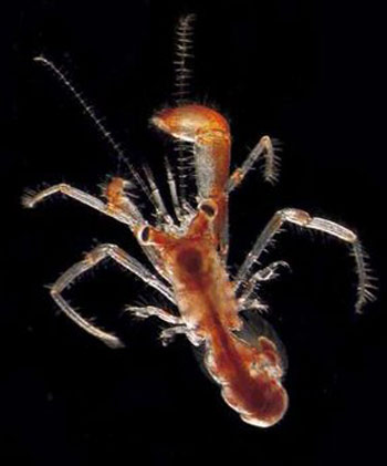 A soft curled tail on a decapod larva indicates it is turning into a young hermit crab as seen in an undated handout photo released April 18, 2010. The ocean depths are home to myriad species of microbes, mostly hard to see but including spaghetti-like bacteria that form whitish mats the size of Greece on the floor of the Pacific, scientists said on Sunday.[Xinhua/Reuters]