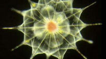 Ocean depths home to myriad species of microbes