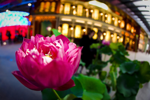 Lotuses decorate China Pavilion