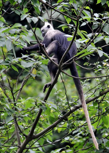 A white-headed langur is seen at the Bapen Nature Reserve in Fusui County, southwest China&apos;s Guangxi Zhuang Autonomous Region, April 20, 2010. [Xinhua]