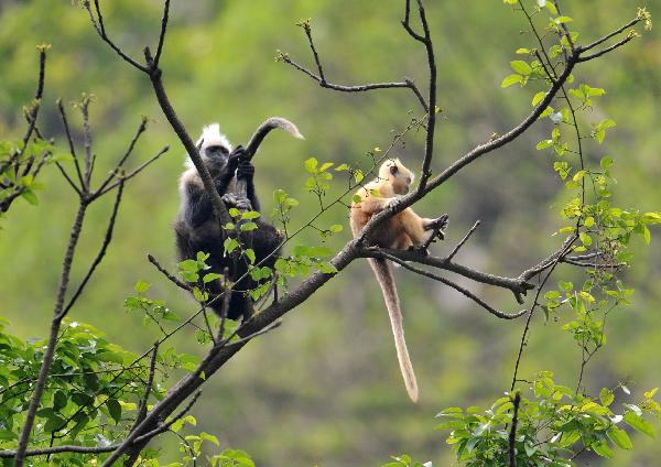 Two white-headed langurs are seen at the Bapen Nature Reserve in Fusui County, southwest China&apos;s Guangxi Zhuang Autonomous Region, April 20, 2010.[Xinhua]