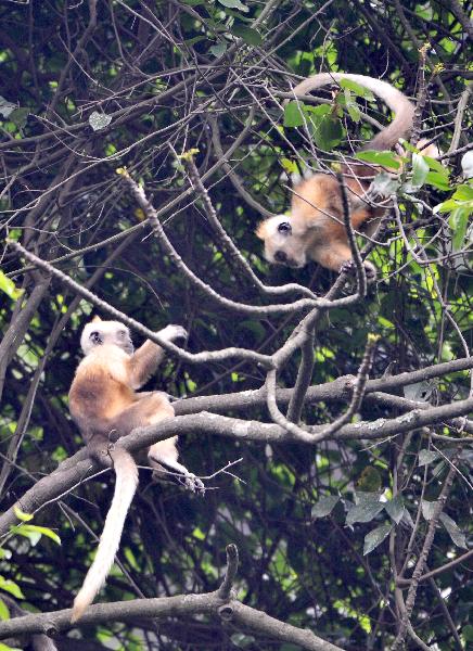 Two white-headed langur are seen at the Bapen Nature Reserve in Fusui County, southwest China&apos;s Guangxi Zhuang Autonomous Region, April 20, 2010. [Xinhua]