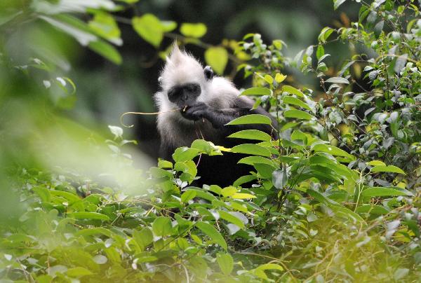 A white-headed langur is seen at the Bapen Nature Reserve in Fusui County, southwest China&apos;s Guangxi Zhuang Autonomous Region, April 20, 2010. [Xinhua]