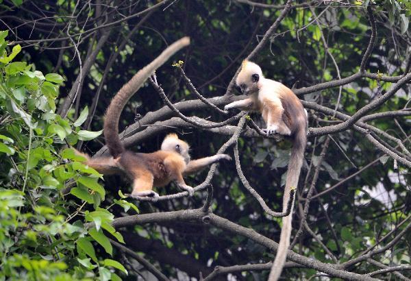 Two white-headed langurs are seen at the Bapen Nature Reserve in Fusui County, southwest China&apos;s Guangxi Zhuang Autonomous Region, April 20, 2010. [Xinhua]