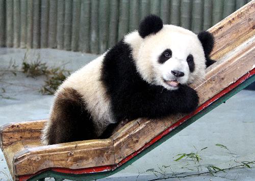 A Shanghai Expo giant panda basks after enjoying fresh bamboo shoots in Shanghai, east China, on March 10, 2010. Fresh bamboo shoots are offered for Shanghai Expo giant pandas from Wednesday. 