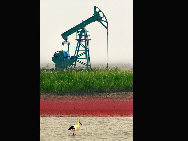 Dongying has rich oil and gad resources and is the birthplace and main production area of Shengli Oilfield - the second largest petroleum base in China. At present, the verified geological reserves of petroleum of Shengli Oilfield hit 4.8 billion tons and the geographical reserves of natural gas hit 230 billion cubic meters.[Photo by Li Dongping]
