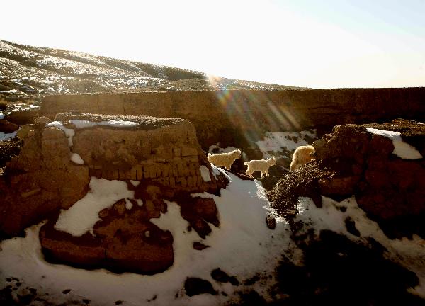 Sheep are seen at the snow-covered Dangjinshan Mountain in Dunhuang, northwest China's Gansu Province on April 21, 2010. [Xinhua/Wang Yongji]