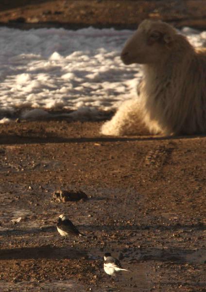 A sheep and titmouses are seen at the snow-covered Dangjinshan Mountain in Dunhuang, northwest China's Gansu Province on April 21, 2010. [Xinhua/Wang Yongji]