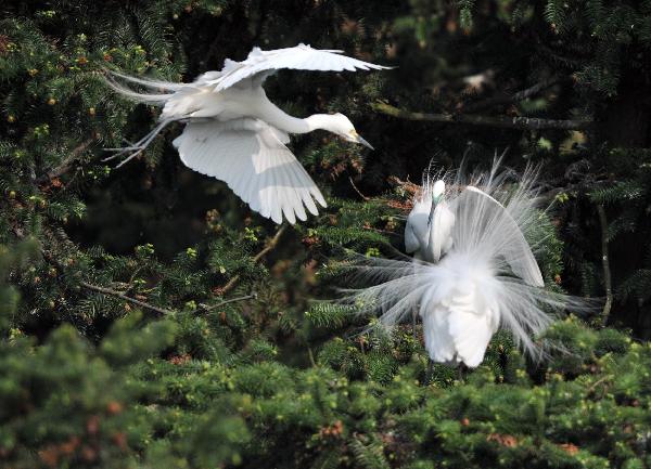Photo taken on April 17, 2010 shows a pair of white egrets plucking up plumes in the wetland of Poyang Lake in Nanchang, east China's Jiangxi Province. Some 10,000 egrets fly here to perch at the Mount Xiangshan Forest Park. [Xinhua/Hao Yuanzheng]