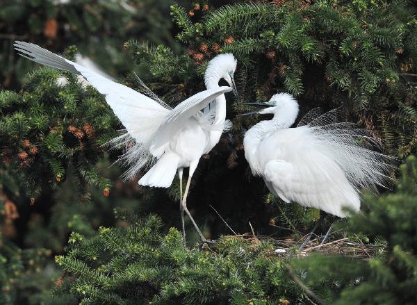Photo taken on April 17, 2010 shows a pair of white egrets plucking up plumes in the wetland of Poyang Lake in Nanchang, east China's Jiangxi Province. Some 10,000 egrets fly here to perch at the Mount Xiangshan Forest Park. [Xinhua/Hao Yuanzheng] 