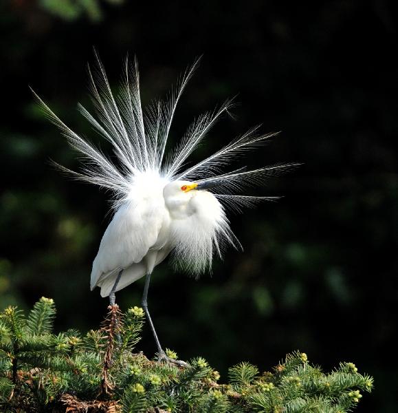 Photo taken on April 17, 2010 shows a white egret plucking up plumes in the wetland of Poyang Lake in Nanchang, east China's Jiangxi Province. Some 10,000 egrets fly here to perch at the Mount Xiangshan Forest Park. [Xinhua/Hao Yuanzheng] 