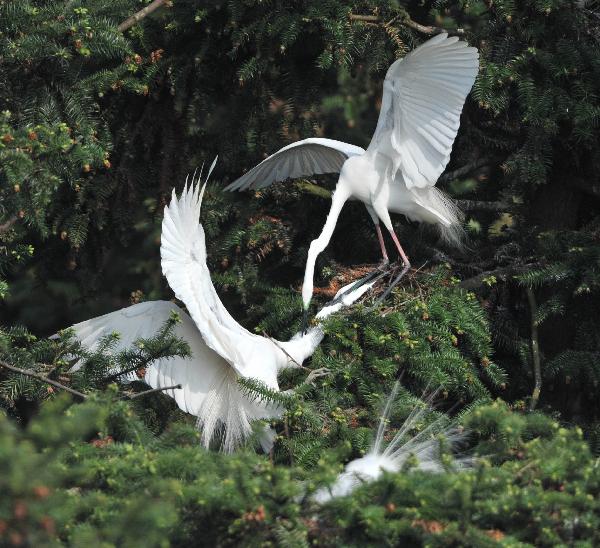 Photo taken on April 17, 2010 shows a pair of white egrets plucking up plumes in the wetland of Poyang Lake in Nanchang, east China's Jiangxi Province. Some 10,000 egrets fly here to perch at the Mount Xiangshan Forest Park. [Xinhua/Hao Yuanzheng]