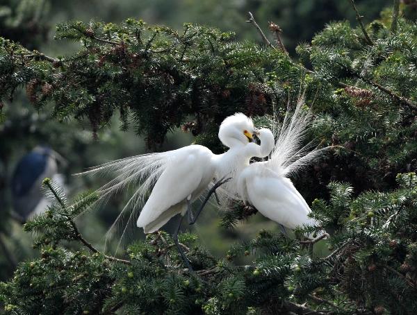 Photo taken on April 17, 2010 shows a pair of white egrets plucking up plumes in the wetland of Poyang Lake in Nanchang, east China's Jiangxi Province. Some 10,000 egrets fly here to perch at the Mount Xiangshan Forest Park. [Xinhua/Hao Yuanzheng]