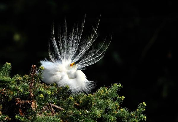 Photo taken on April 17, 2010 shows a white egret plucking up plumes in the wetland of Poyang Lake in Nanchang, east China's Jiangxi Province. Some 10,000 egrets fly here to perch at the Mount Xiangshan Forest Park. [Xinhua/Hao Yuanzheng]