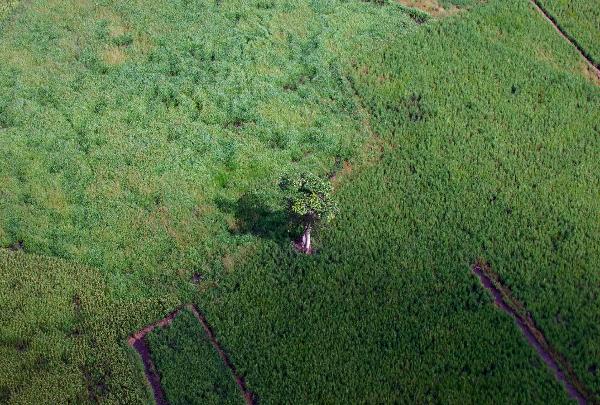 A bird&apos;s eye view shows a tree standing lonely after forest opening in the Indonesian province of Jambi on Sumatra island, April 20, 2010. [Xinhua]