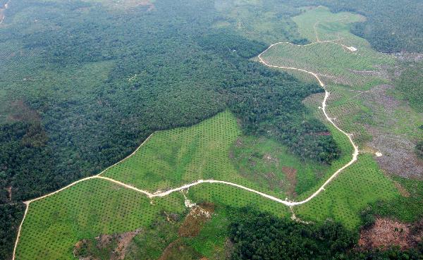 A bird&apos;s eye view shows the palm trees encircled by forest in the Indonesian province of Jambi on Sumatra island, April 20, 2010. As the palm oil price is increasing on the world market, Indonesia speed up the plantations of palm trees to become the largest exporter of palm oil at the expense of the loss of virgin forest, which is the main absorber of greenhouse gases and guard of biological diversity. [Xinhua]