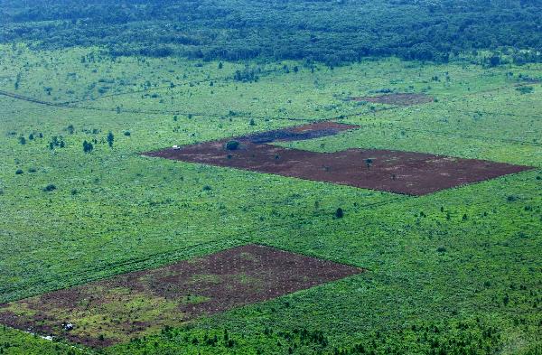 A bird&apos;s eye view shows the area for palm trees cleared in a forest in the Indonesian province of Jambi on Sumatra island, April 20, 2010. [Xinhua]