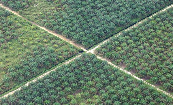  A bird&apos;s eye view shows the area for palm trees cleared in a forest in the Indonesian province of Jambi on Sumatra island, April 20, 2010. [Xinhua]