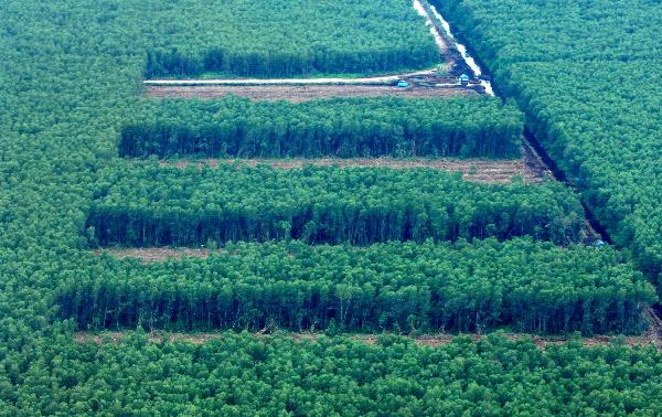  A bird&apos;s eye view shows the area for palm trees cleared in a forest in the Indonesian province of Jambi on Sumatra island, April 20, 2010. [Xinhua]