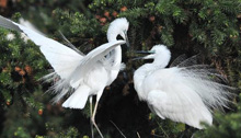 White egrets enjoy happy life in E China 