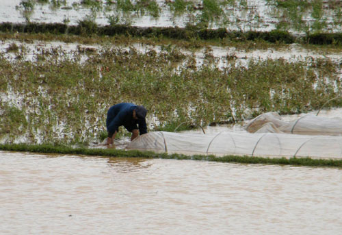 A farmer inspects rice seedlings in a flooded field in the Gongcheng Autonomous Prefecture in Guangxi Zhuang autonomous region, April 22, 2010. Triggered by torrential rain over the past few days, a raging torrent swept through Gongcheng and submerged rice fields. [Xinhua]