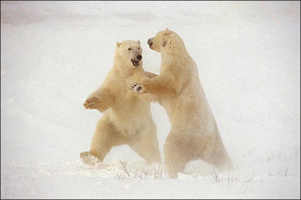&apos;Polar Dance&apos; by Tom Mangelsen 