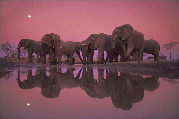  &apos;Twilight of the Giants&apos; by Frans Lanting, 1986