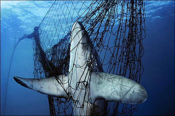 &apos;Doomed by a gill net&apos; by Brian Skerry, 2005. A thresher shark in Mexico&apos;s Gulf of California is among an estimated 100 million sharks killed yearly for their fins. They add to the devastating global fish catch: nearly 100 million tons. 
