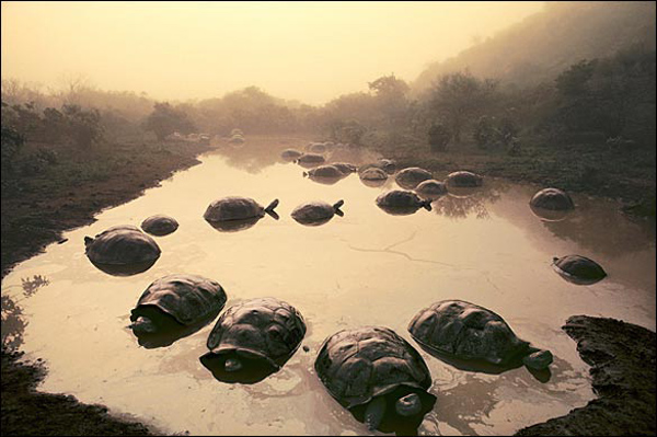  &apos;Tortoises at Dawn&apos; by Frans Lanting, 1984