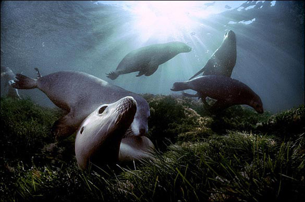  &apos;Australian sea lions play in the sea grass beds off Little Hopkins Island Australia&apos; by David Doubilet, 1986. &apos;A group of Australian sea lions relax and frolic in a sea grass meadow near Little Hopkins Island South Australia.