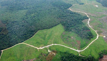 Virgin forest disappearing for human's desire