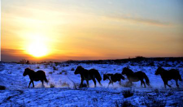 Horses are seen in the snow covered grassland in Balgar, West Ujumqin qi, Xilingol, north China's Inner Mongolia Autonomous Region, Dec. 30, 2009. [Xinhua/Ren Junchuan, File Photo]