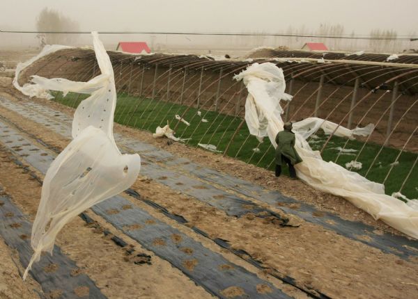 A farmer checks the hothouse damaged by the gale in Sanlei Township of Wuwei County in Wuwei City, northwest China's Gansu Province, April 25, 2010. The Hexi Corridor had been hit by the most serious sandstorm in 9 years since Friday. [Xinhua]