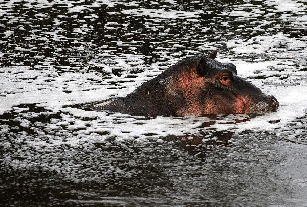 A hippo swims in the Kenya section of the Mara River April 11, 2010. The East African Community (EAC) described the Mara River Basin as a regional and global resource that should be conserved at all costs, according to its newly released reports developed following the reduction in vegetation cover and species diversity, and the over-exploitation and competition from invasive species, mainly as a consequence of human population growth. [Xinhua]