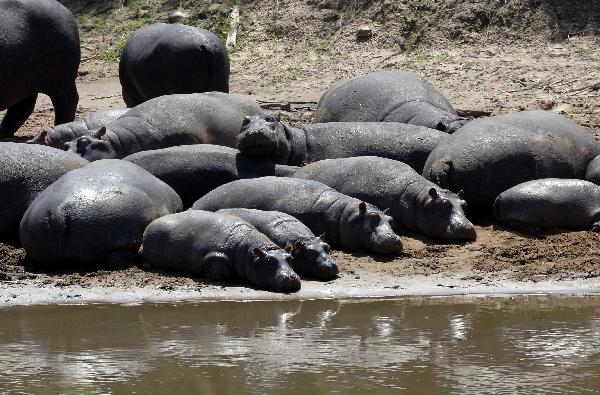 Hippos rest on the bank of the Mara River on the Kenya section April 11, 2010. [Xinhua]