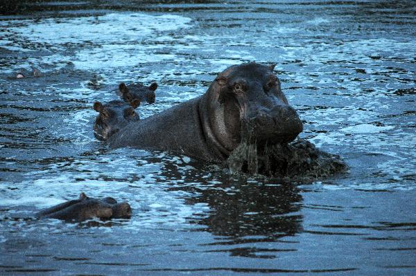 Hippos swim in the Kenya section of the Mara River April 11, 2010. [Xinhua]