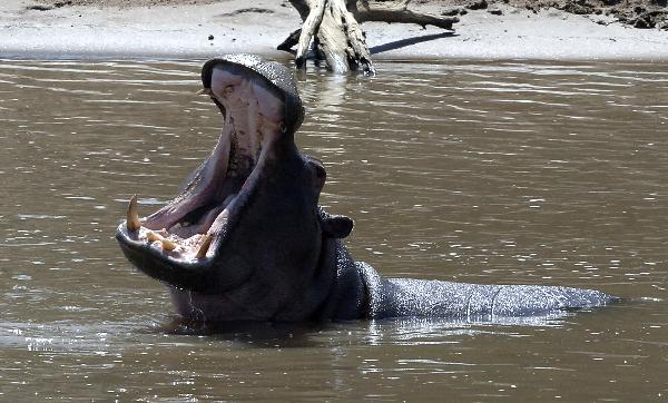  A hippo swims in the Kenya section of the Mara River April 11, 2010. [Xinhua]